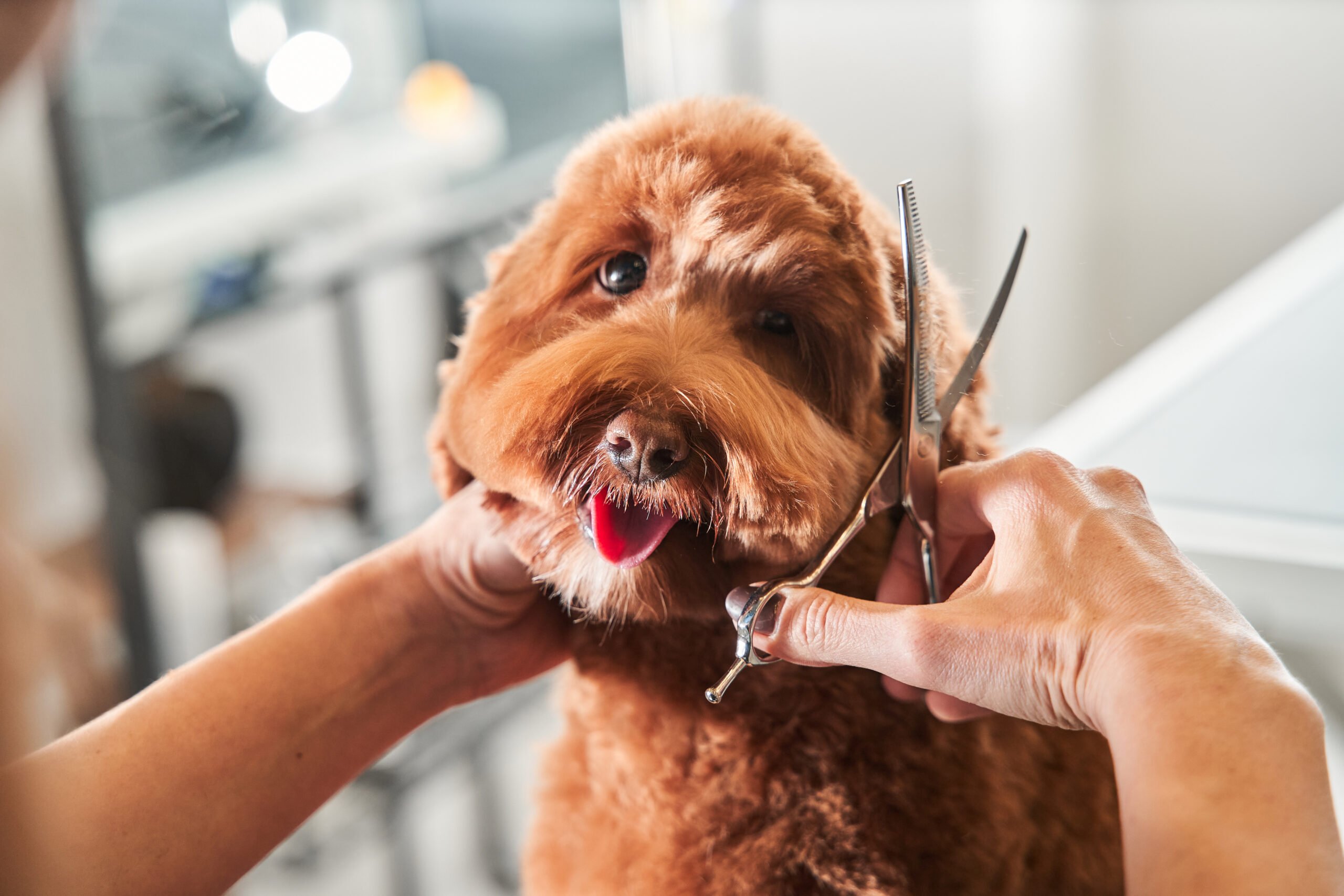 do dogs need bordetella to get groomed